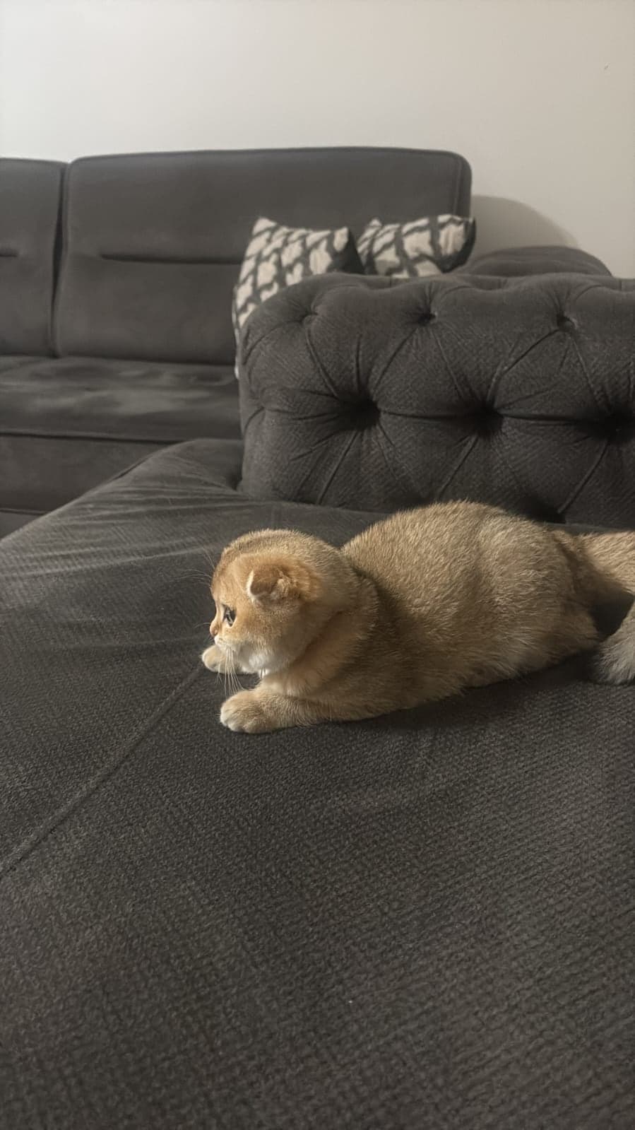 Luna Scottish Fold Kedi, Sakarya
