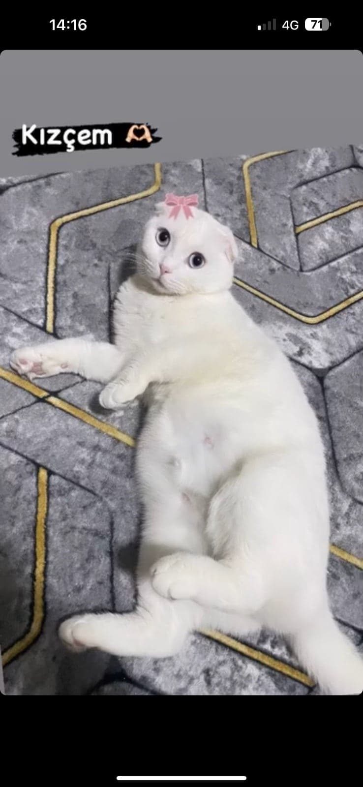 Lady Scottish Fold Kedi, İstanbul