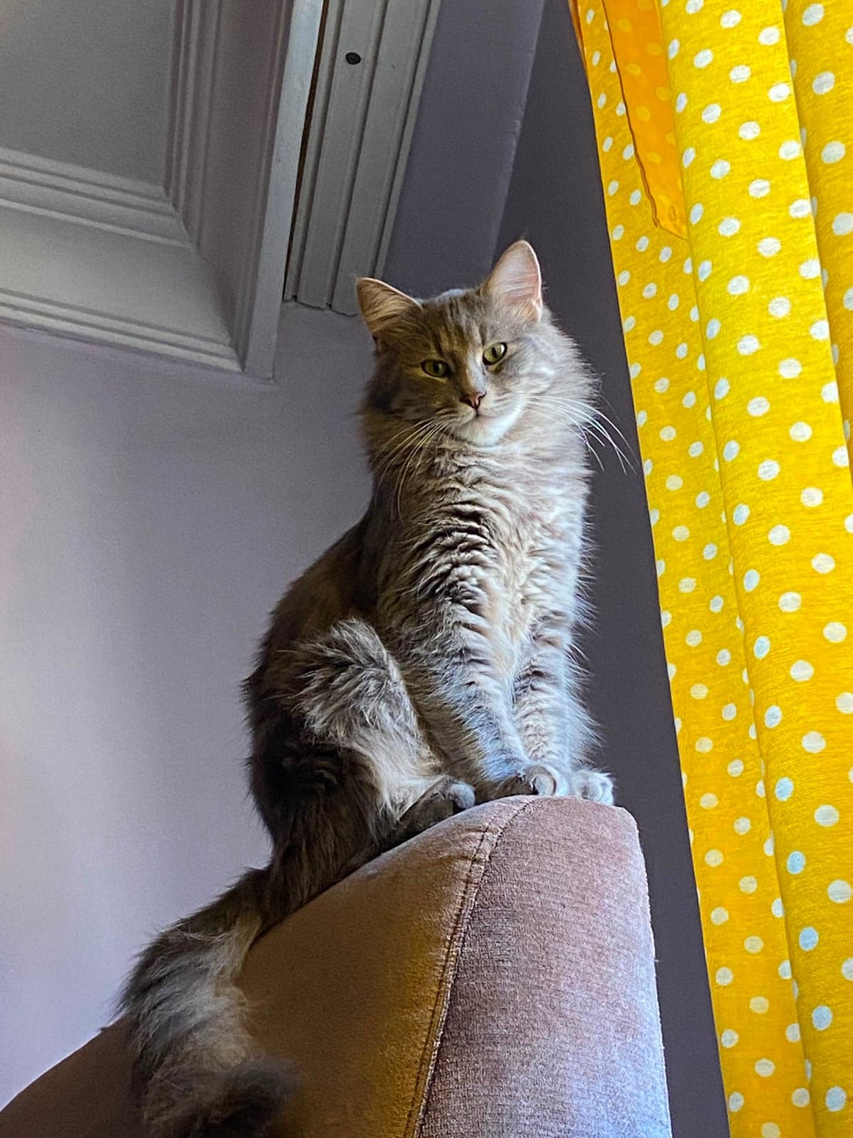 Matis ve Arya Melez Kedi, İstanbul