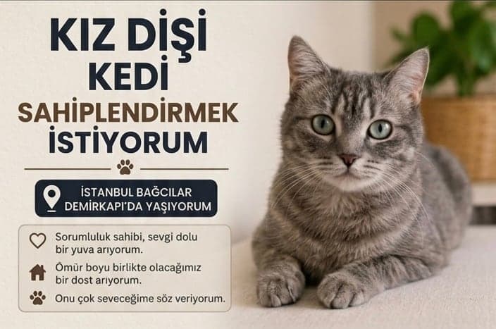 Badem British Shorthair Kedi, İstanbul