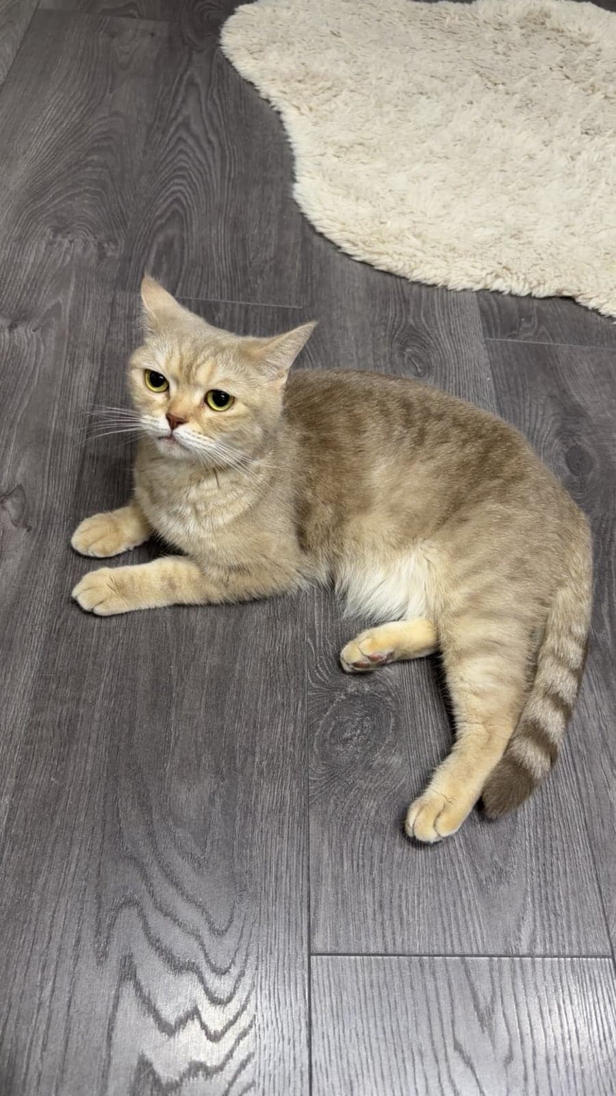 Adı yok Bilmiyorum Kedi, Eskişehir