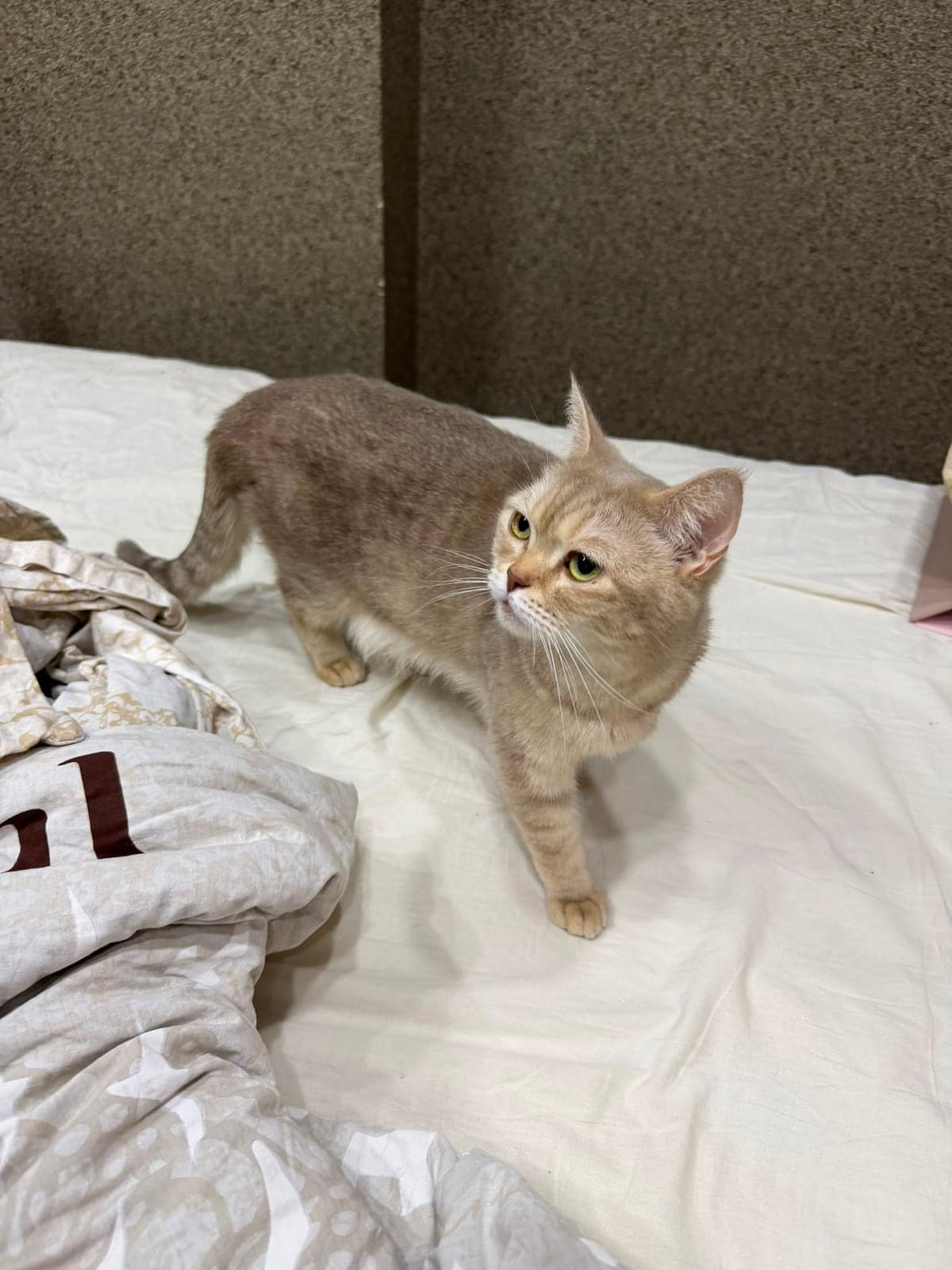 Şimdilik kuki Bilmiyorum Kedi, Eskişehir