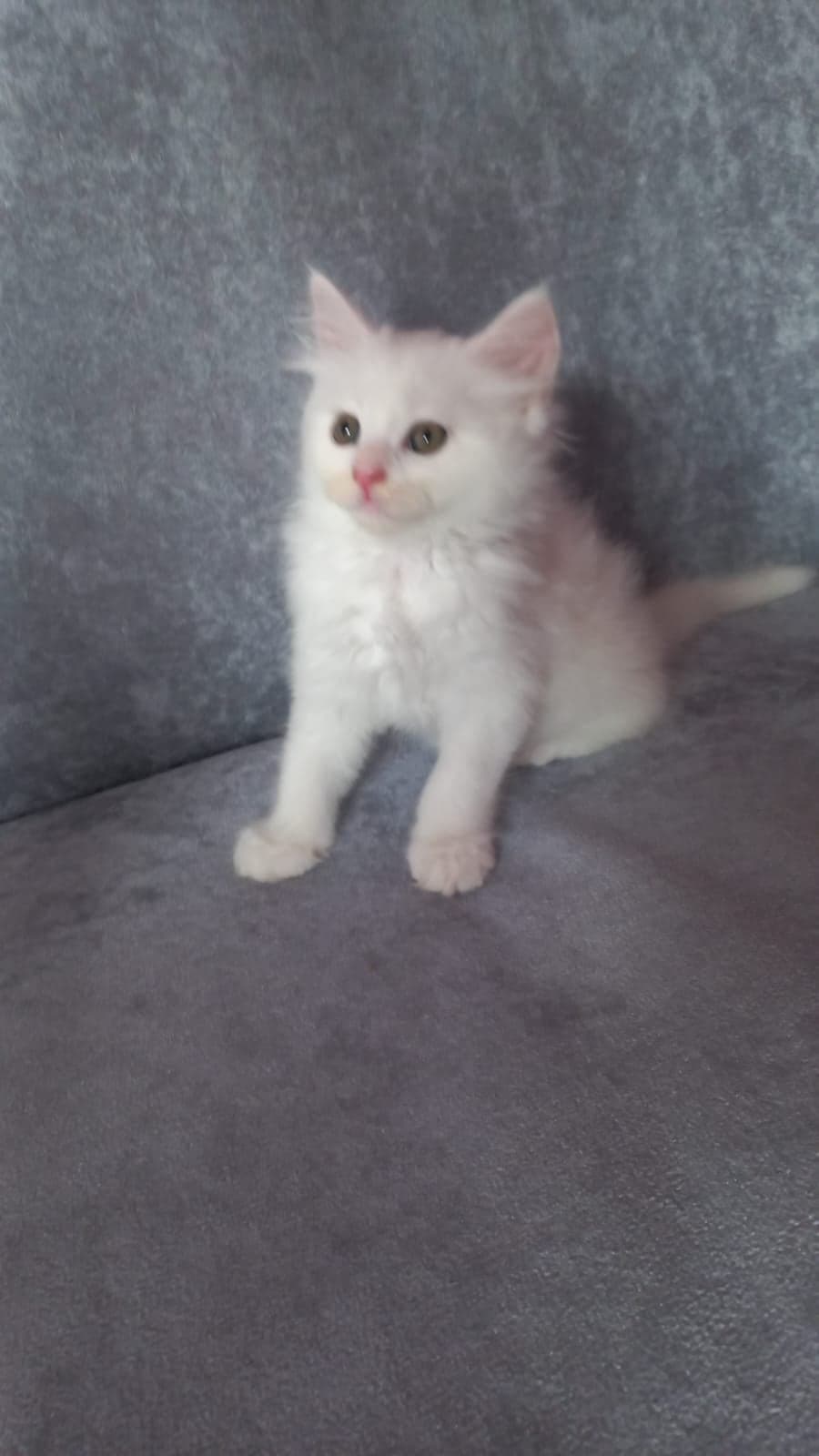 Yavru kediler Bilmiyorum Kedi, Manisa