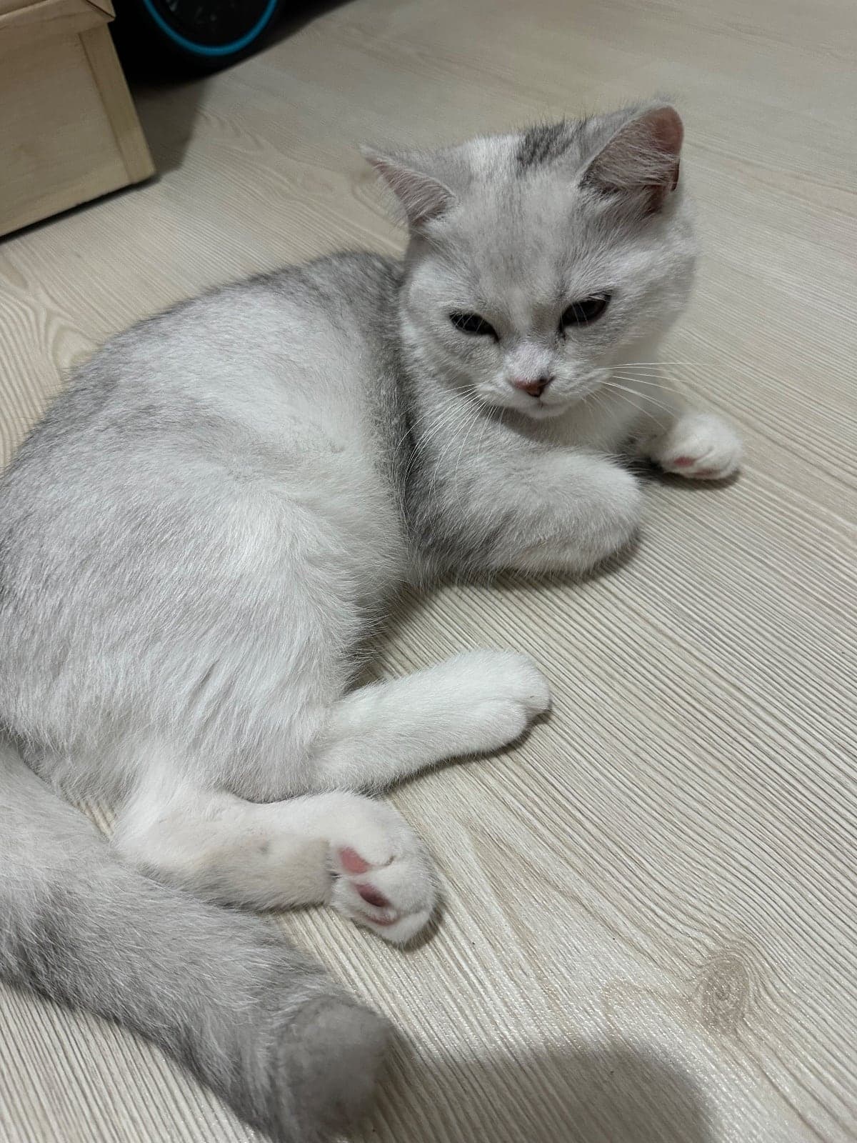 Miya British Shorthair Kedi, İstanbul