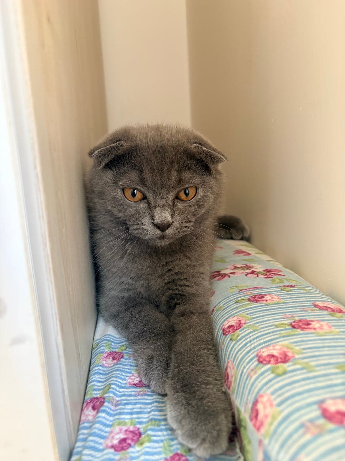 Scottish Fold · Kedi Scottish Fold Kedi, Antalya