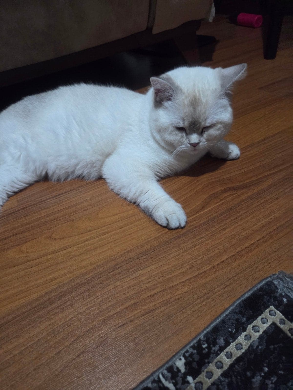 Ares British Shorthair Kedi, İstanbul