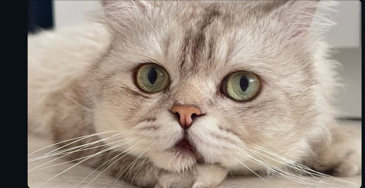 British British Longhair Kedi, İstanbul
