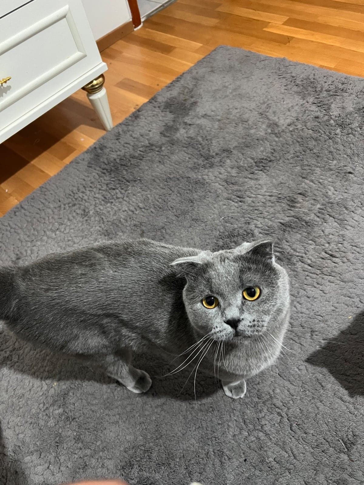 Osman Scottish Fold Kedi, Çankırı