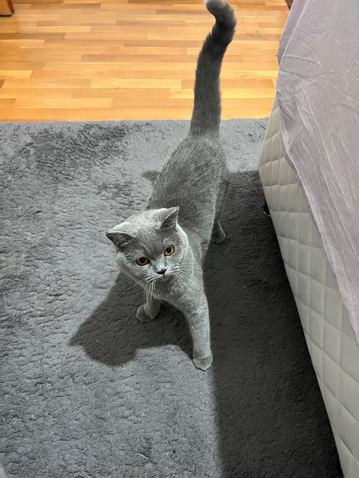 Abidin British Shorthair Kedi, Çankırı