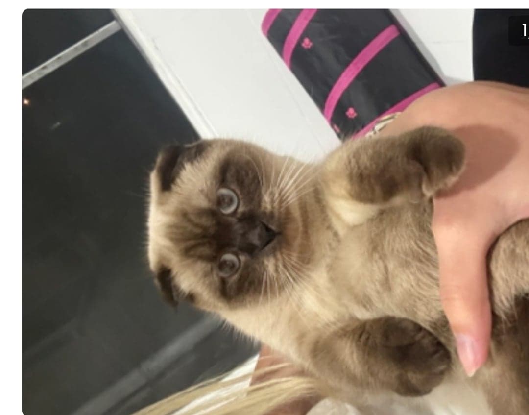 Miya Siyam Kedisi Kedi, İstanbul