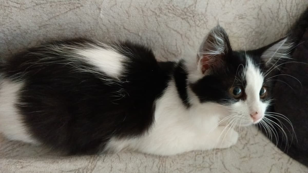 Zilli Melez Kedi, Bolu