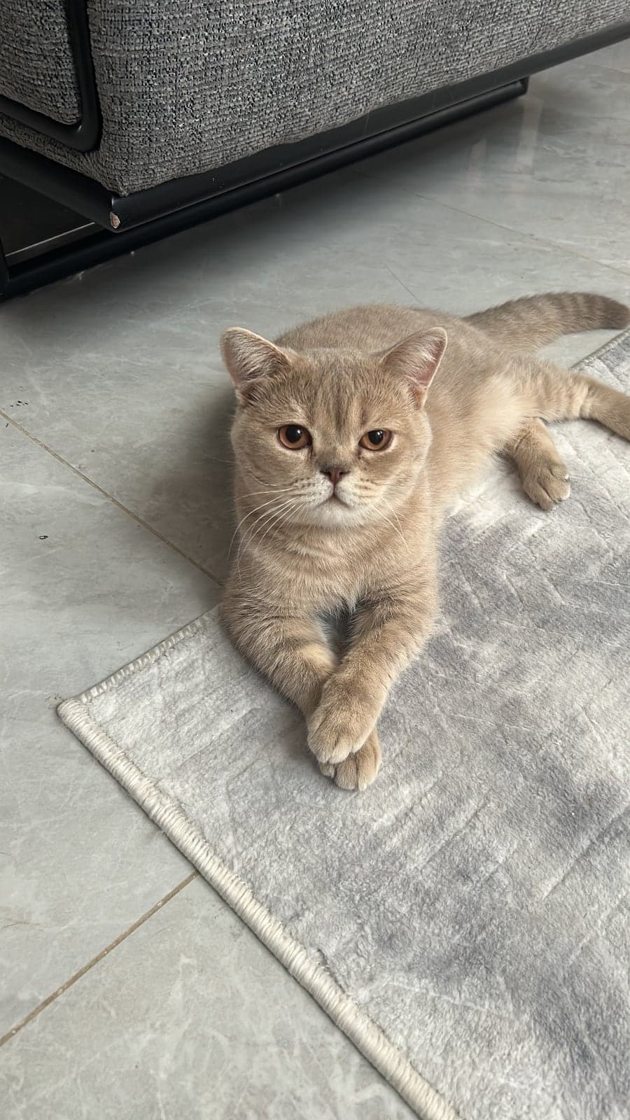 Gofret British Shorthair Kedi, İzmir