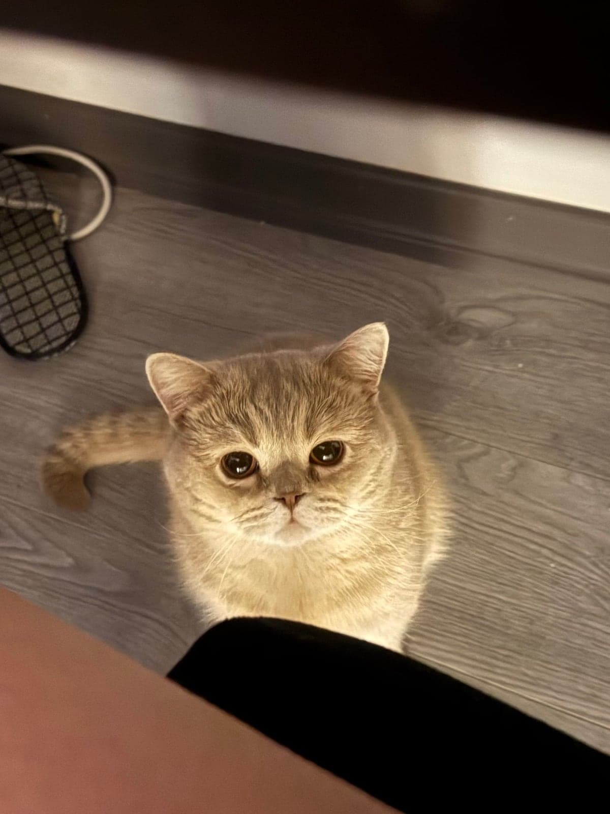 gofret British Shorthair Kedi, İzmir
