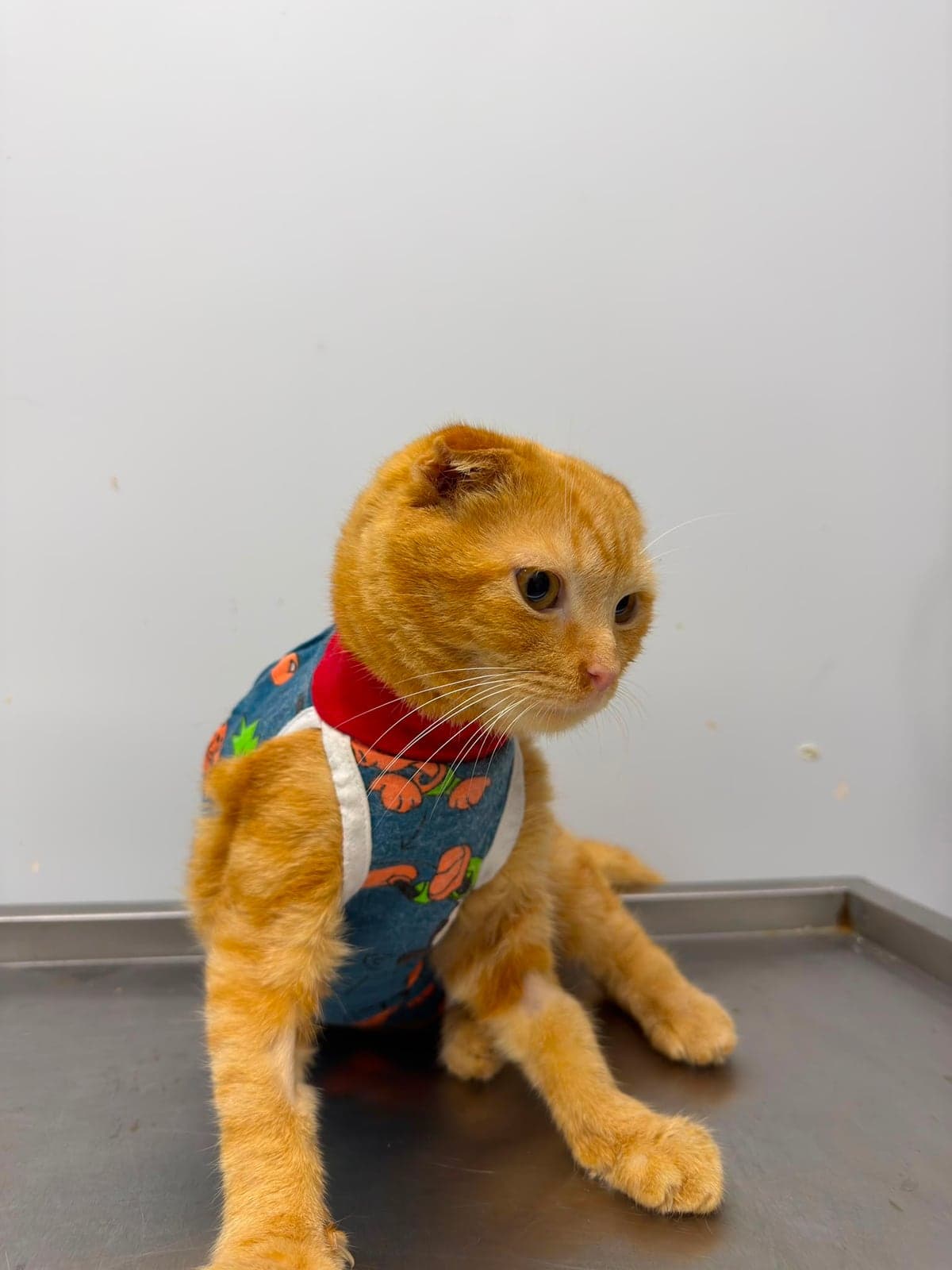 Aslan Scottish Fold Kedi, Bursa
