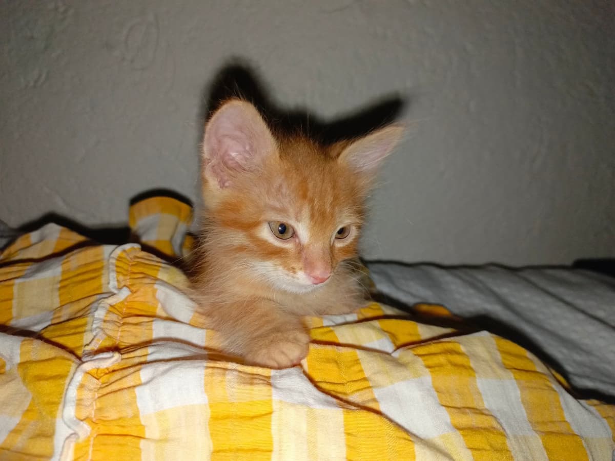 Ege Sokak Kedisi Kedi, Balıkesir