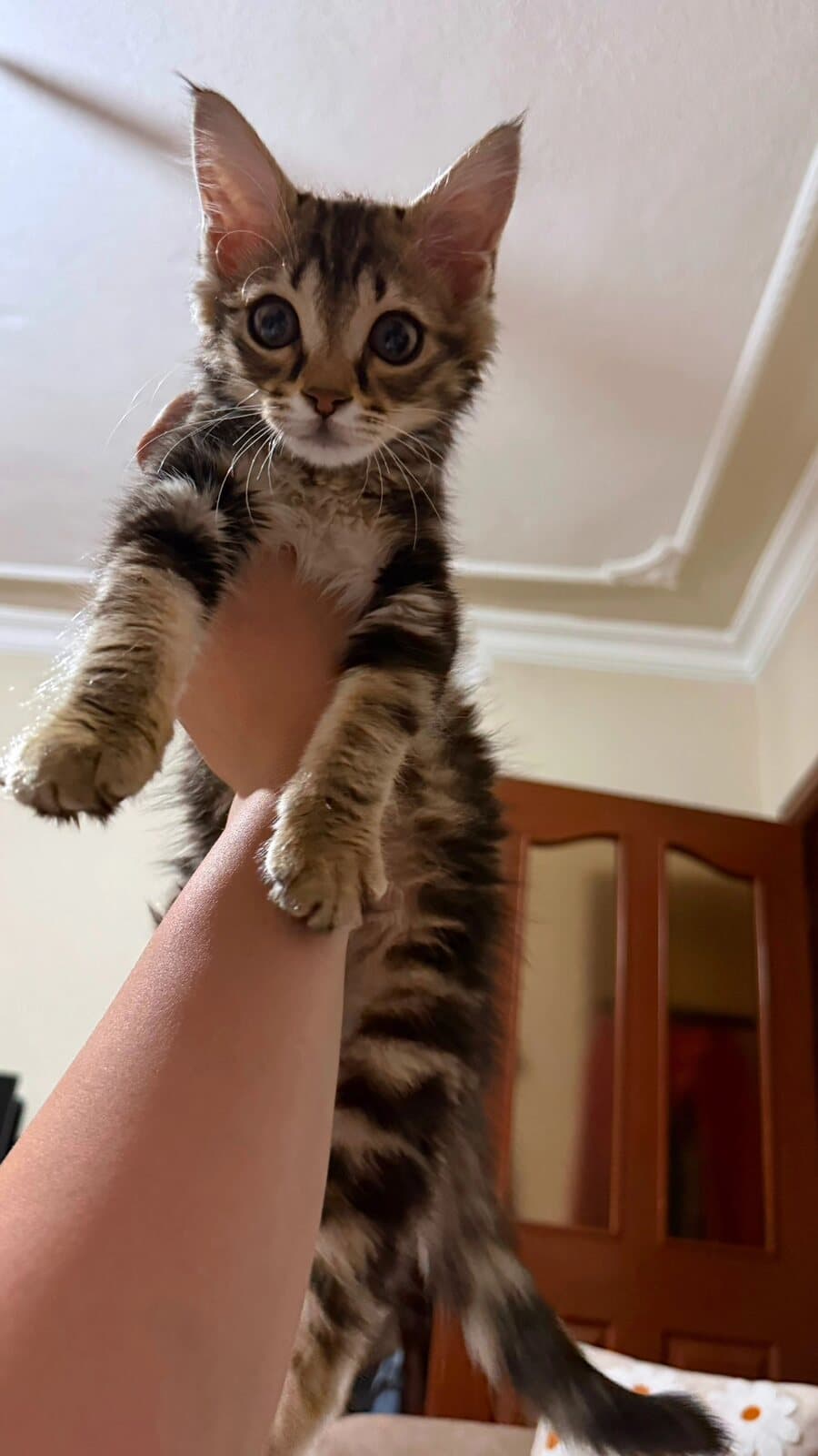 Kedi Tekir Kedi, Ankara