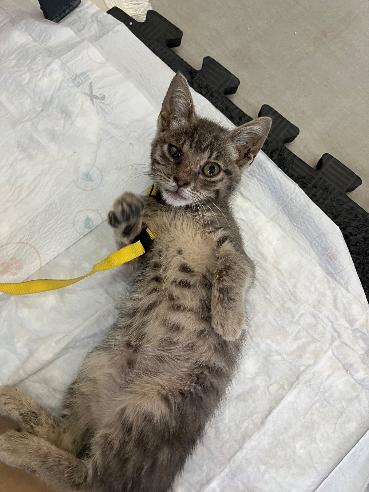 duman Bilmiyorum Kedi, Muğla