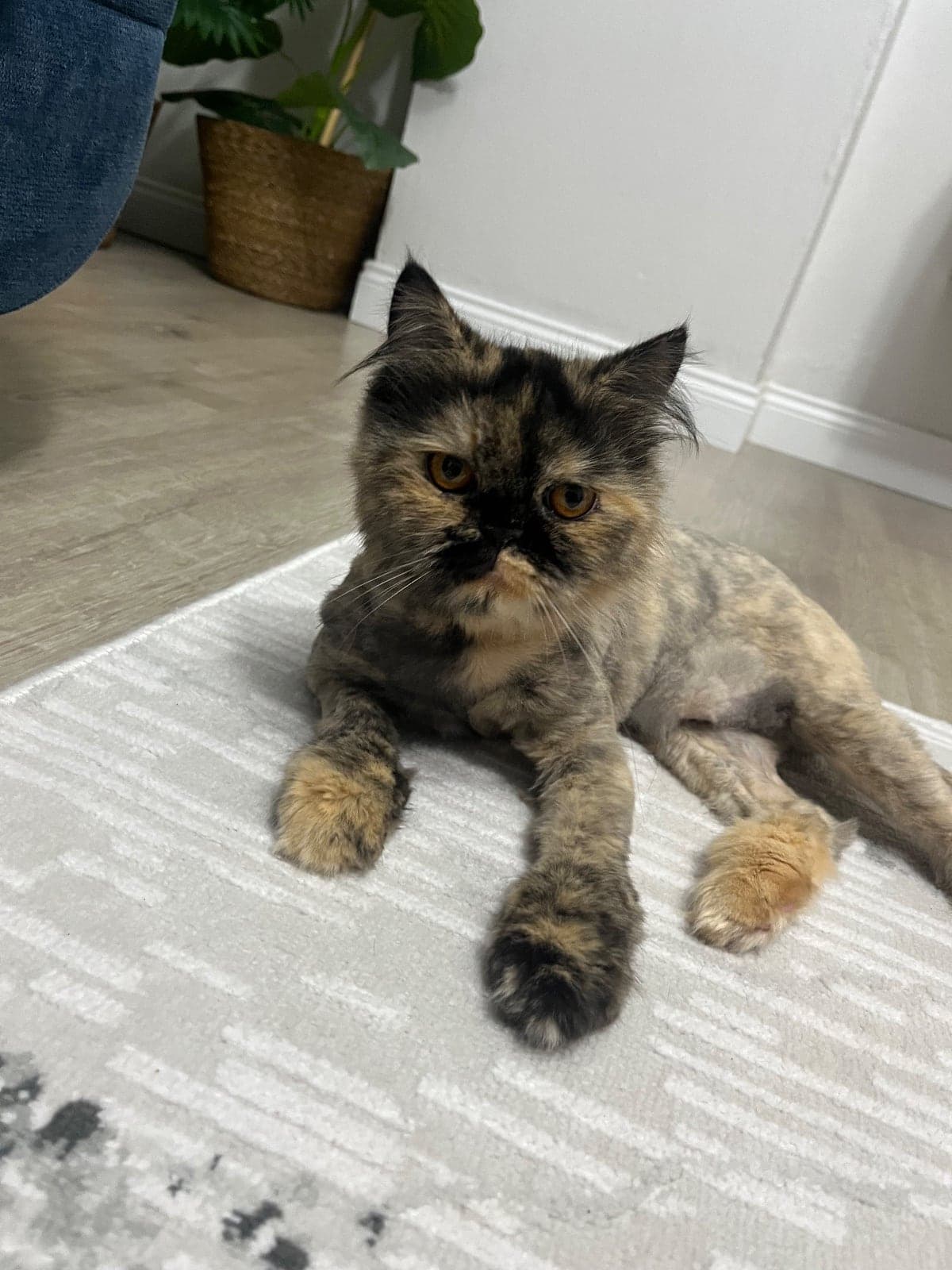 Bella Persian Kedi, Adana