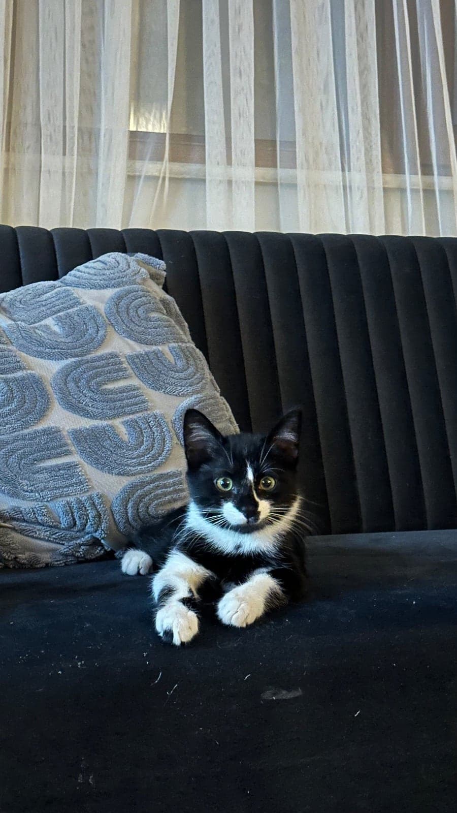 Nox Melez Kedi, İstanbul