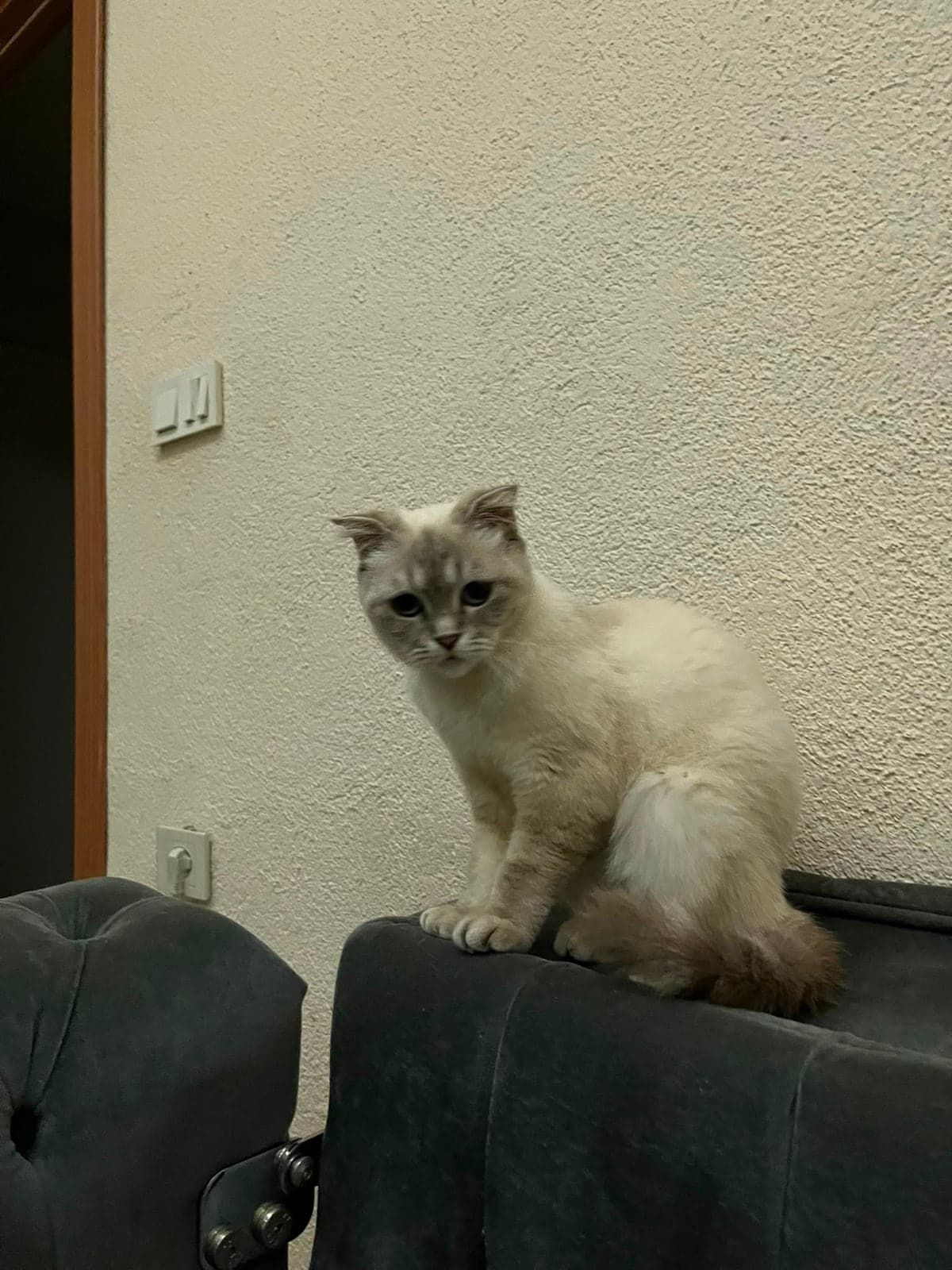 Peri Scottish Fold Kedi, İstanbul