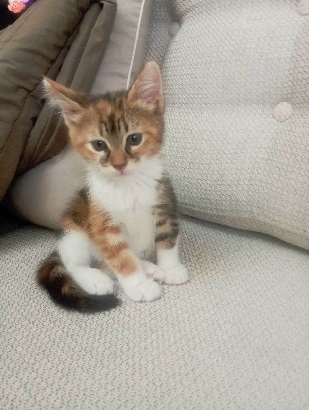 Sevgi pıtırcığı Bilmiyorum Kedi, İstanbul