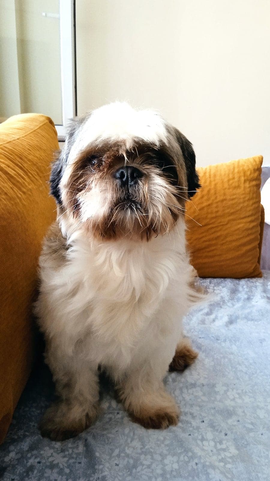 Barny Shih Tzu Köpek, İstanbul
