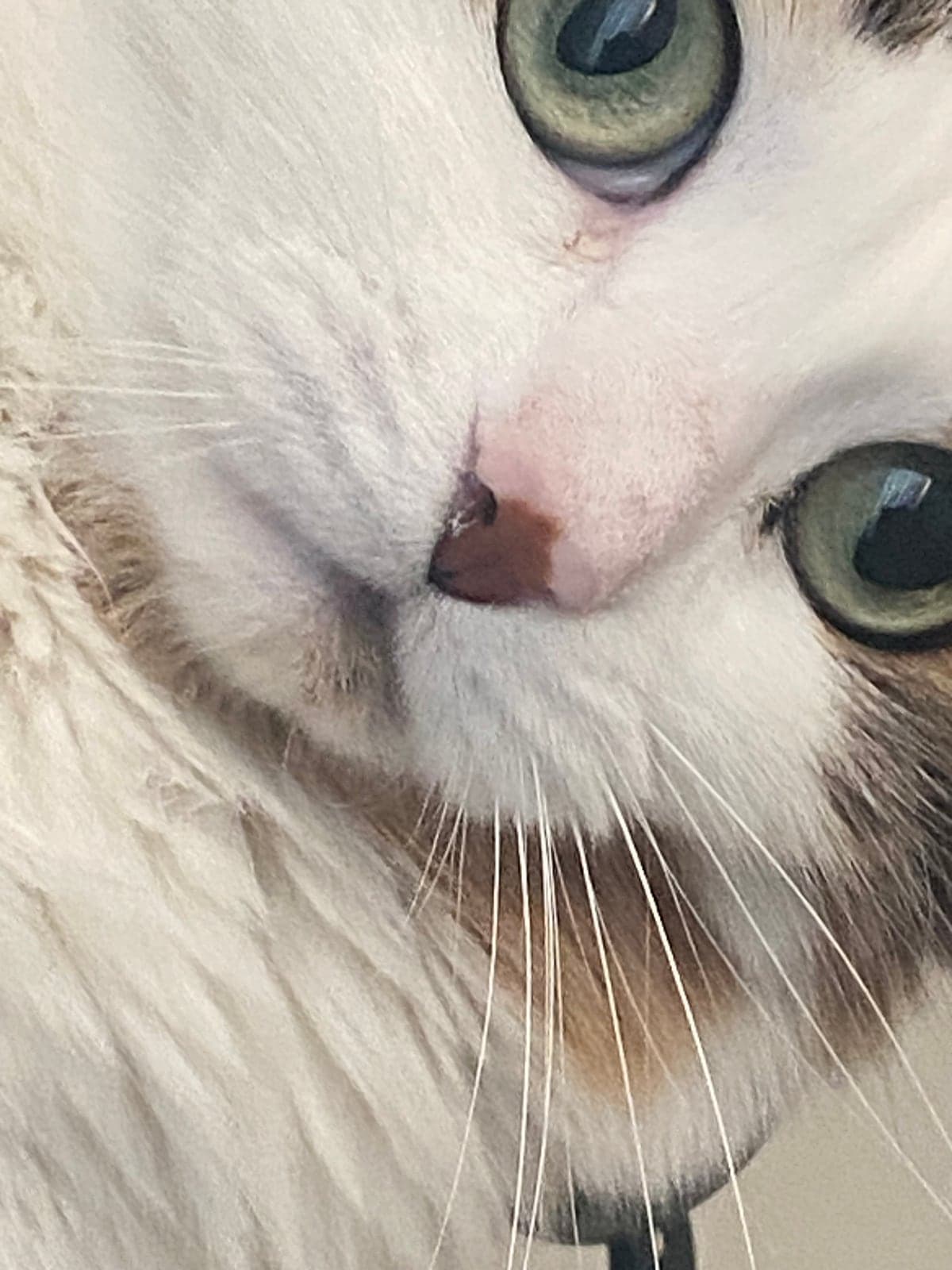 Pipet Bilmiyorum Kedi, İzmir
