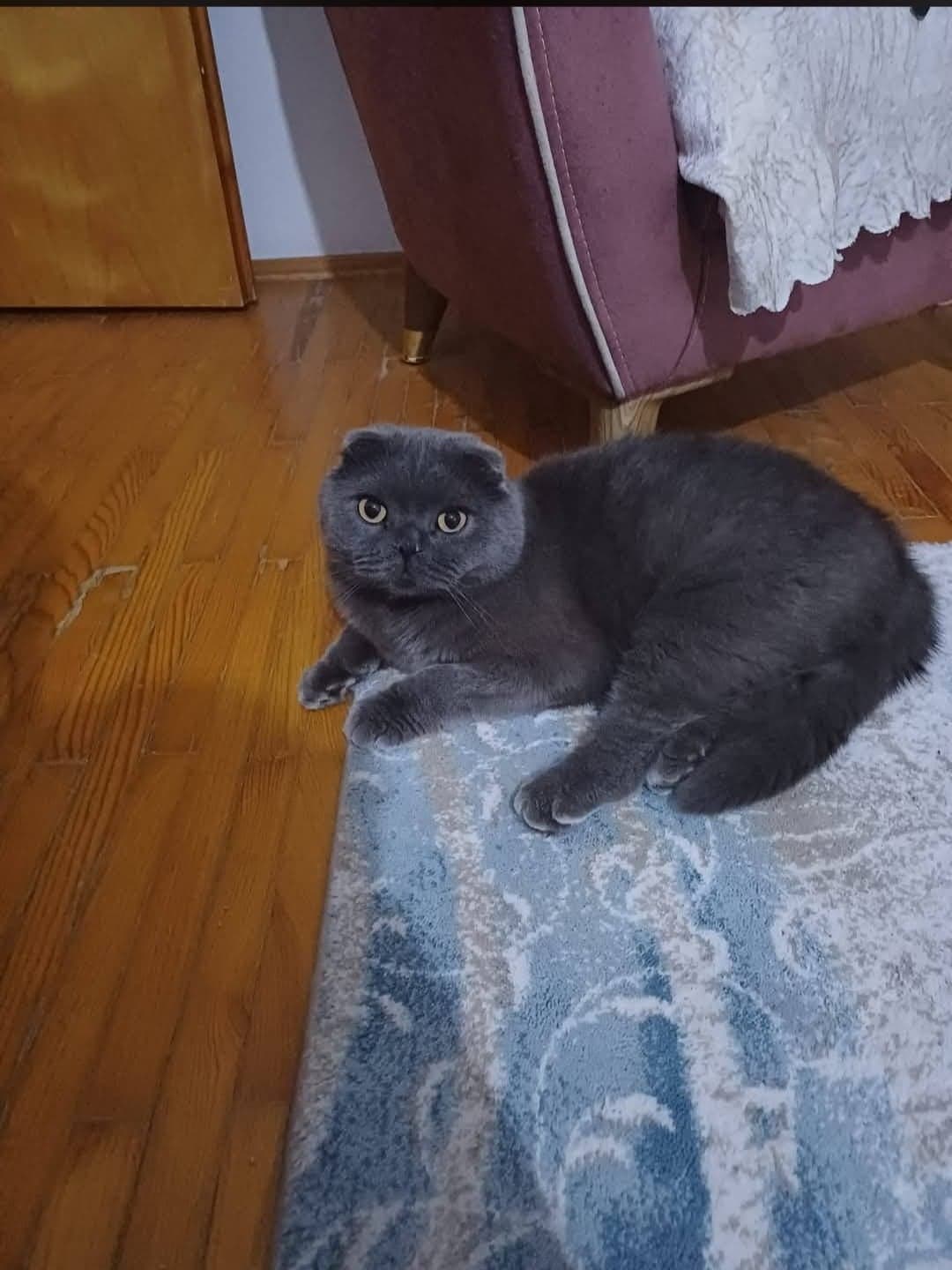 Tosun Scottish Fold Kedi, İstanbul