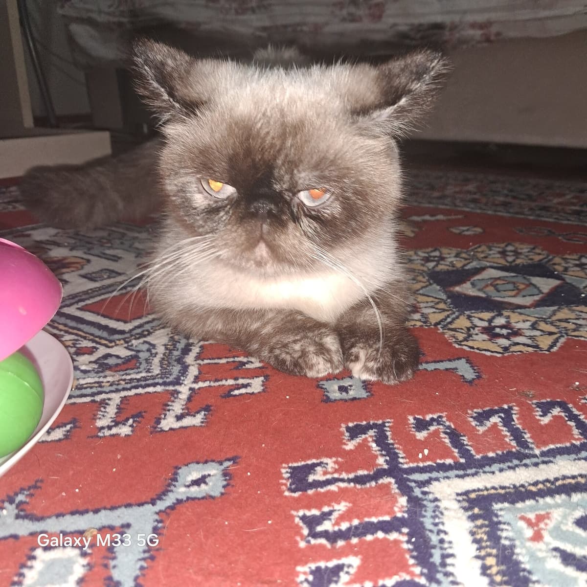 Mira ve tarçın Persian Kedi, Eskişehir
