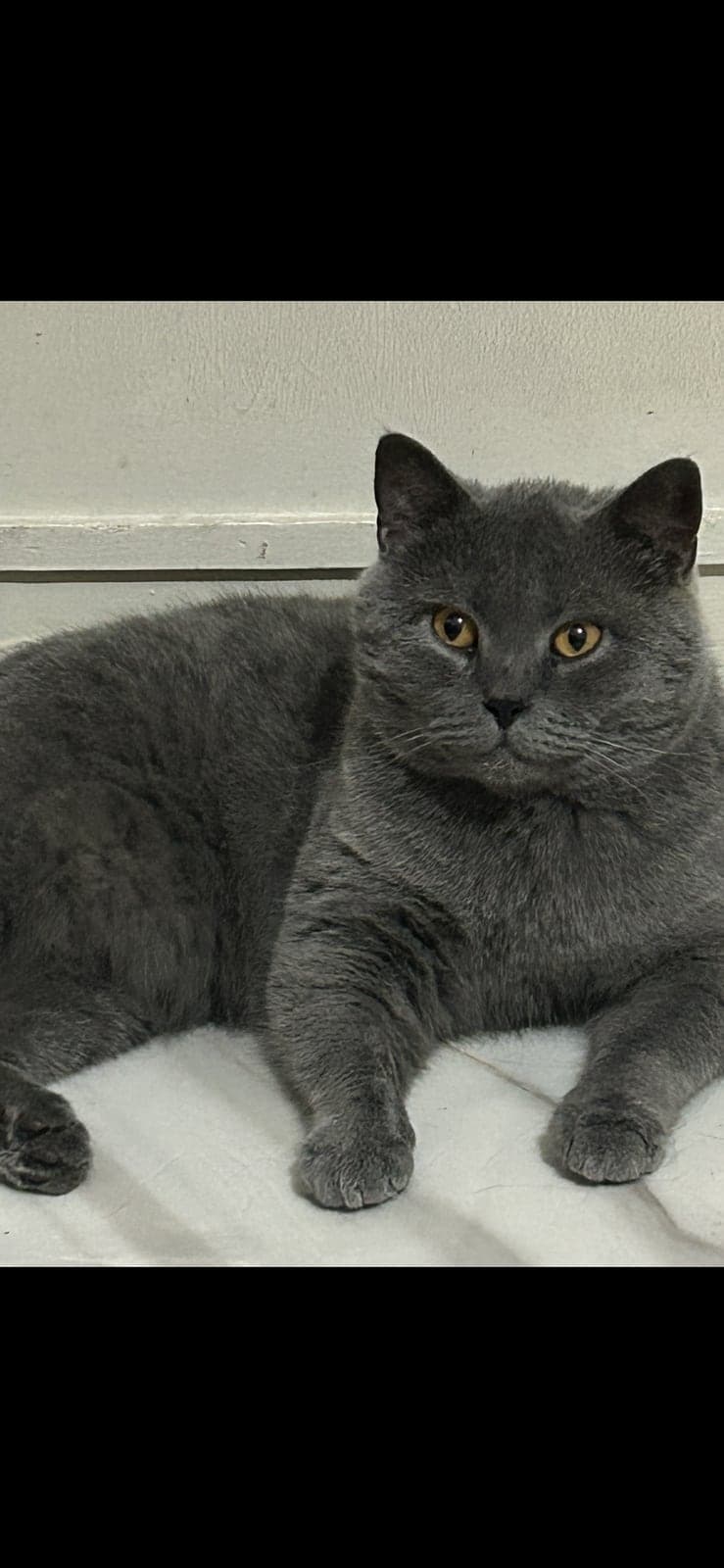 atom Bilmiyorum Kedi, İzmir