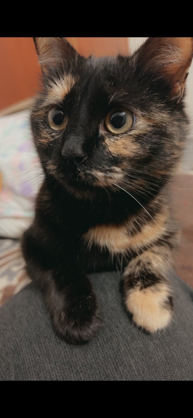 kader Sokak Kedisi Kedi, İzmir