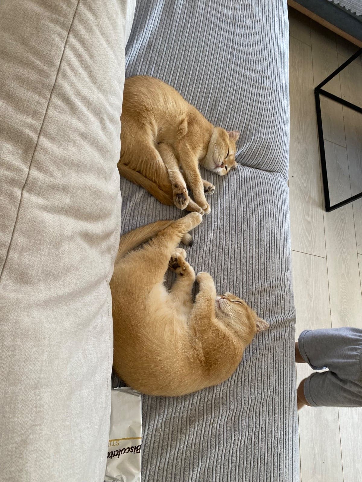 Fahriye ve Behiye Scottish Fold Kedi, Aydın