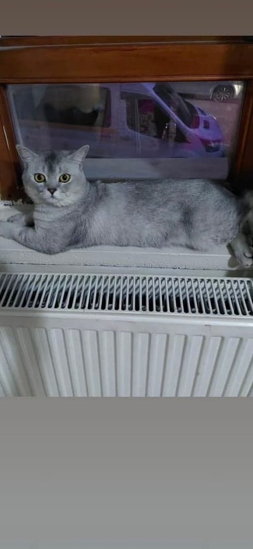 Sokağa atıldı geçici misafir olarak bakılıyor Bilmiyorum Kedi, Ankara