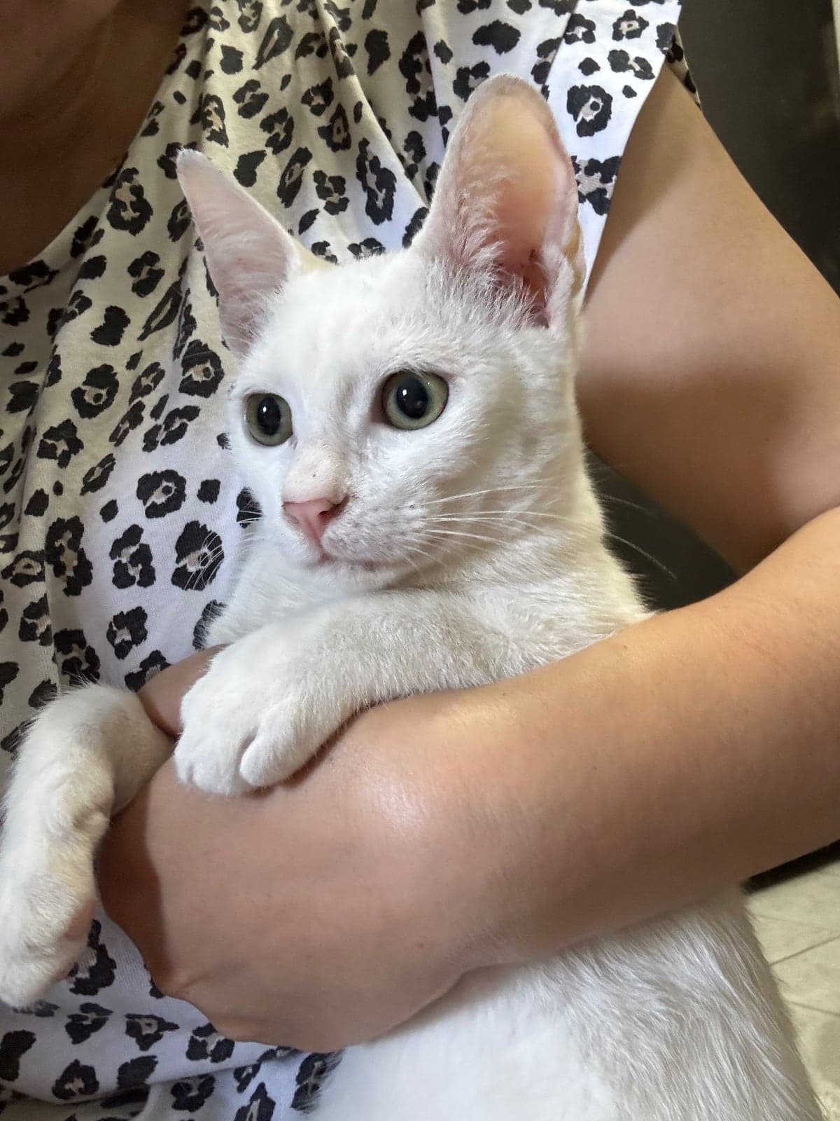 Bulut Melez Kedi, Sakarya