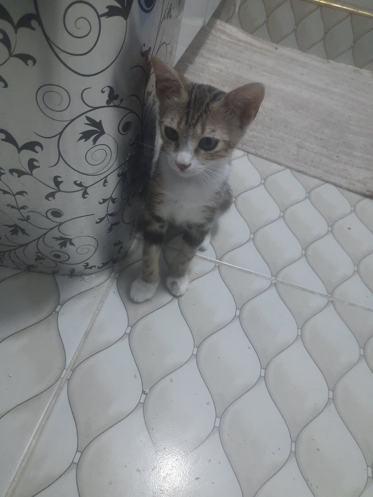 Yok Sokak Kedisi Kedi, Adana