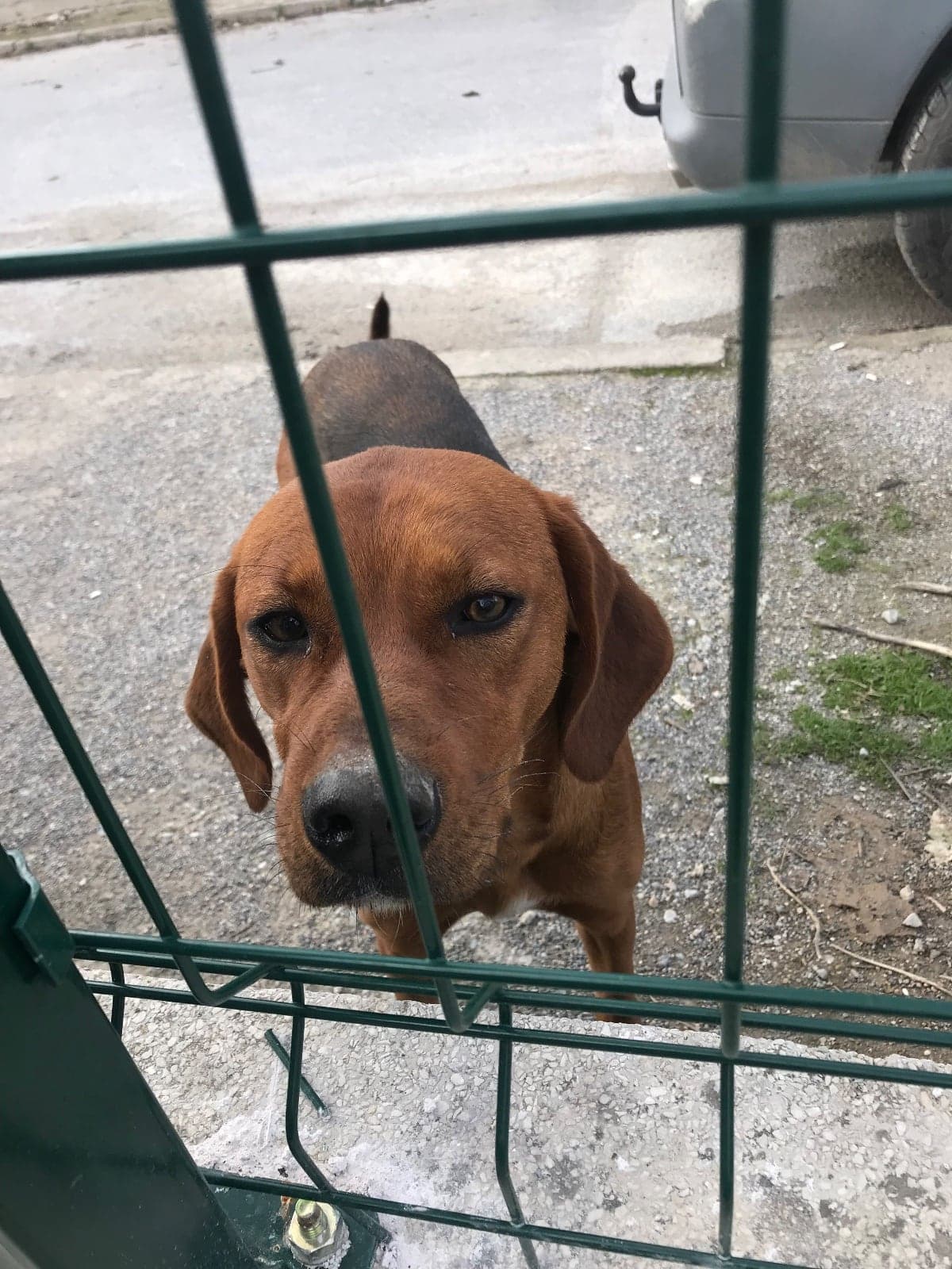 Av köpeği Sokak Köpeği Köpek, İzmir