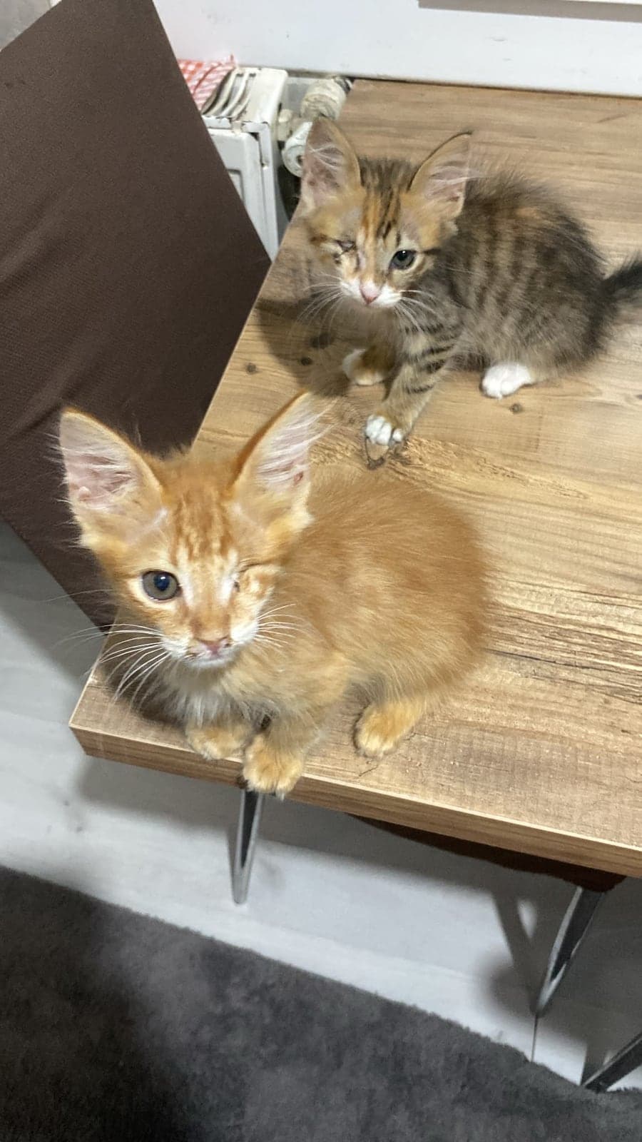 kedicikler Sokak Kedisi Kedi, İzmir