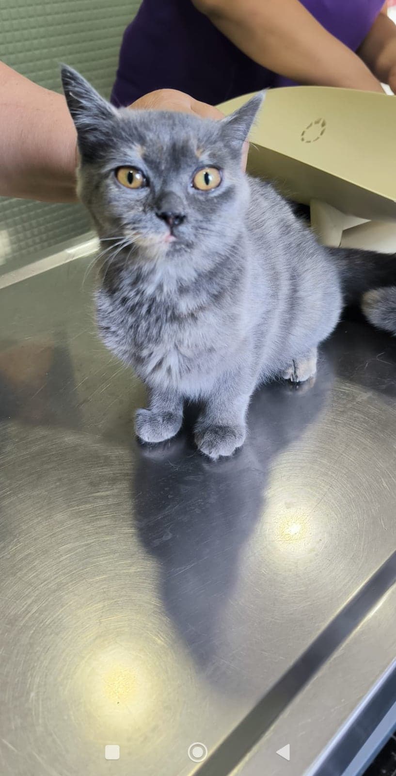 British Shorthair (Blue ) British Shorthair Kedi, Ankara