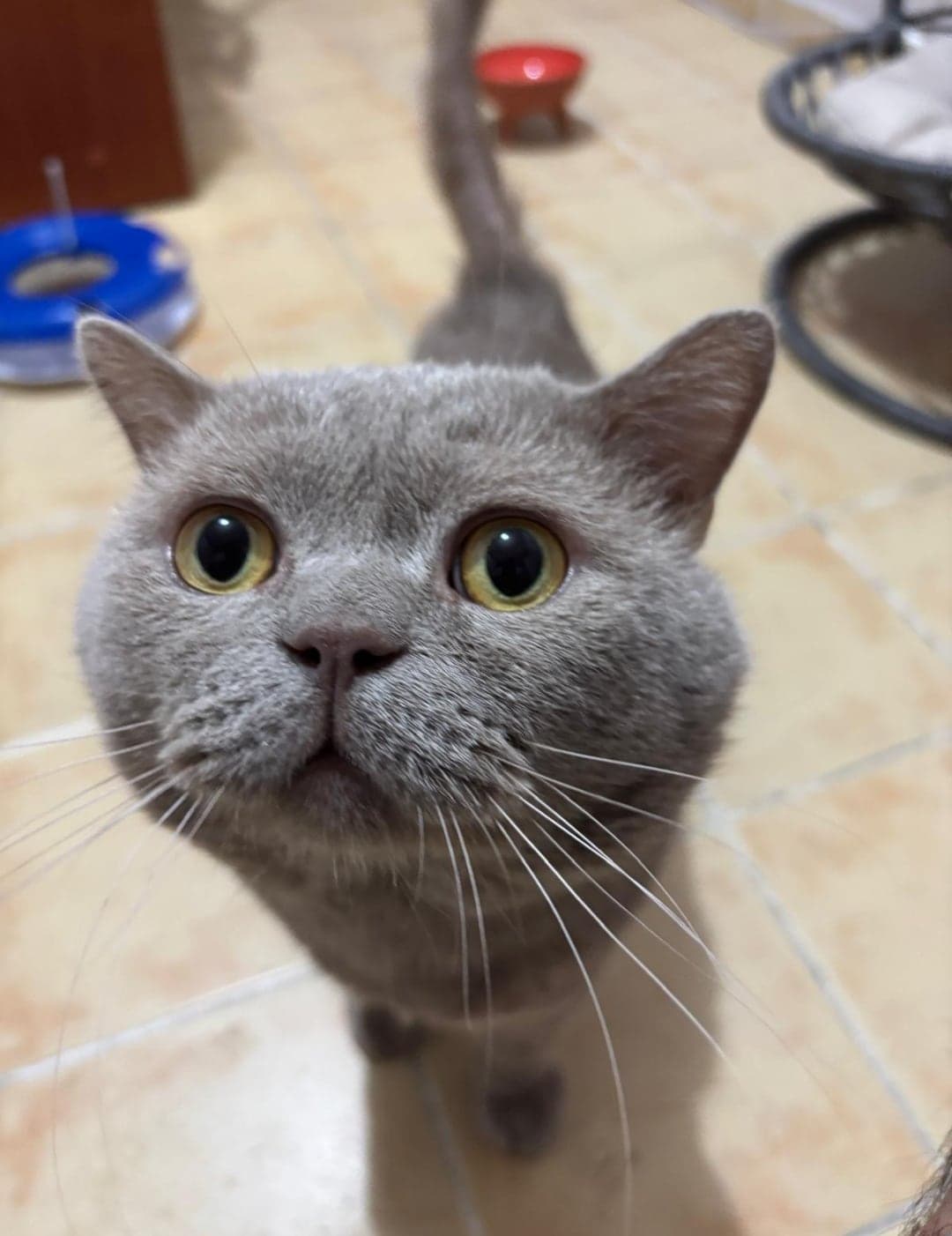 Toprak British Shorthair Kedi, Ankara