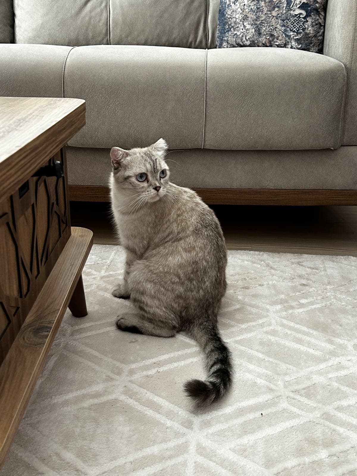 Lokum Scottish Fold Kedi, İzmir