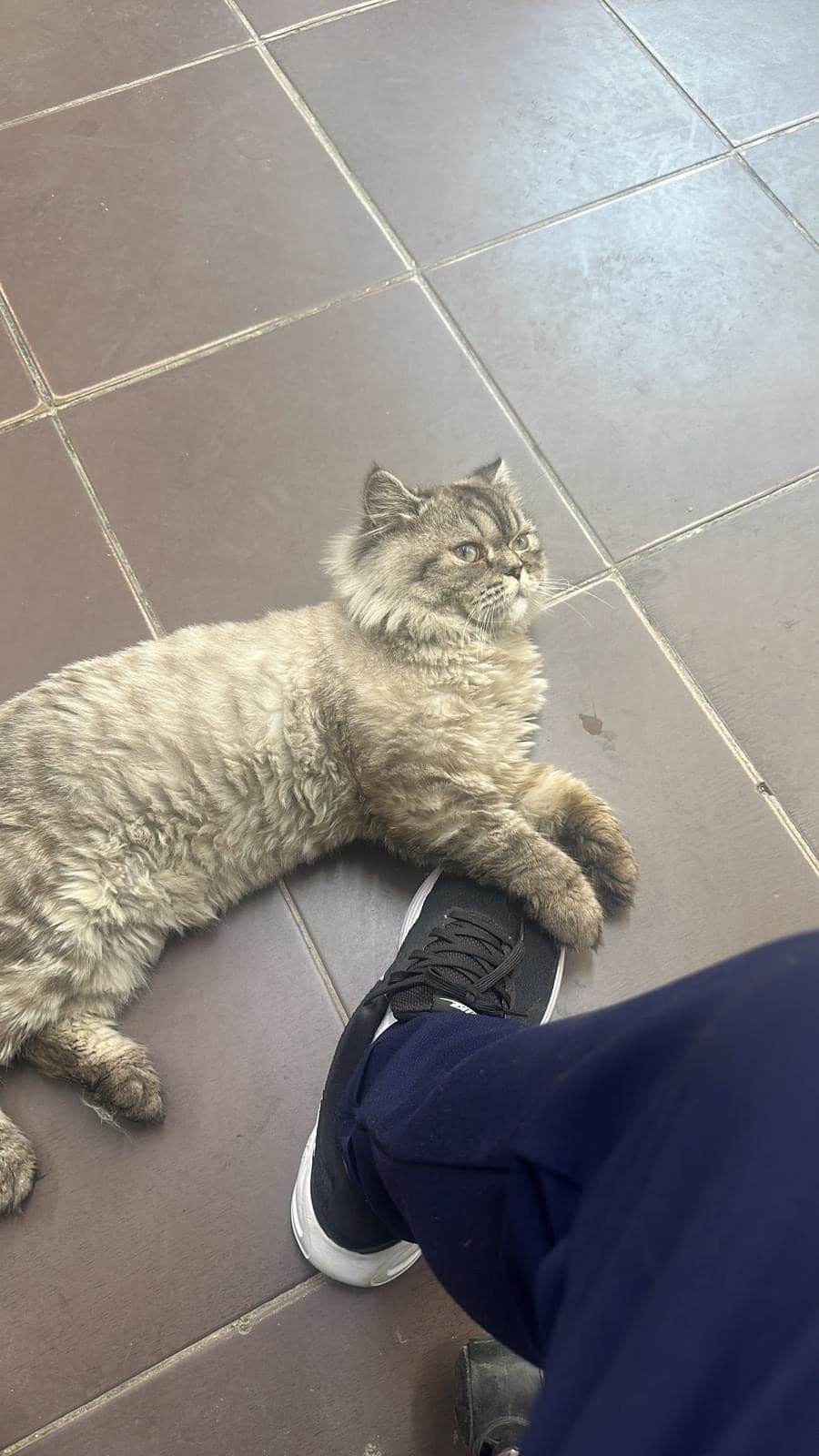 yetim Persian Kedi, İstanbul