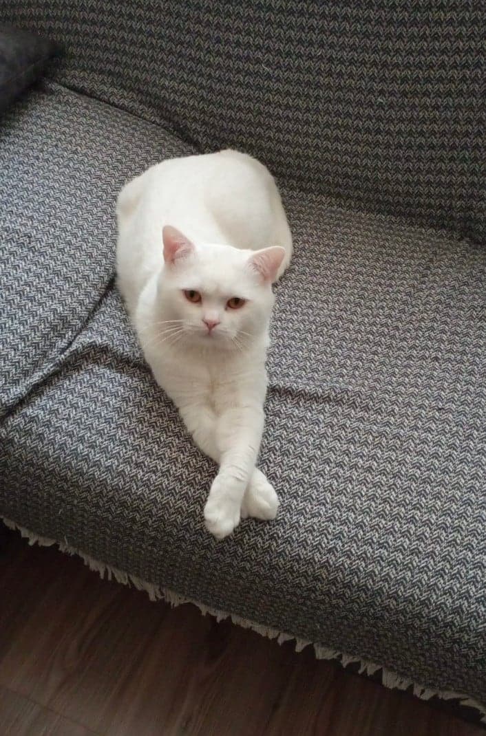 Erkek. Oğluşum. Dişi kızım🙂 British Shorthair Kedi, İstanbul