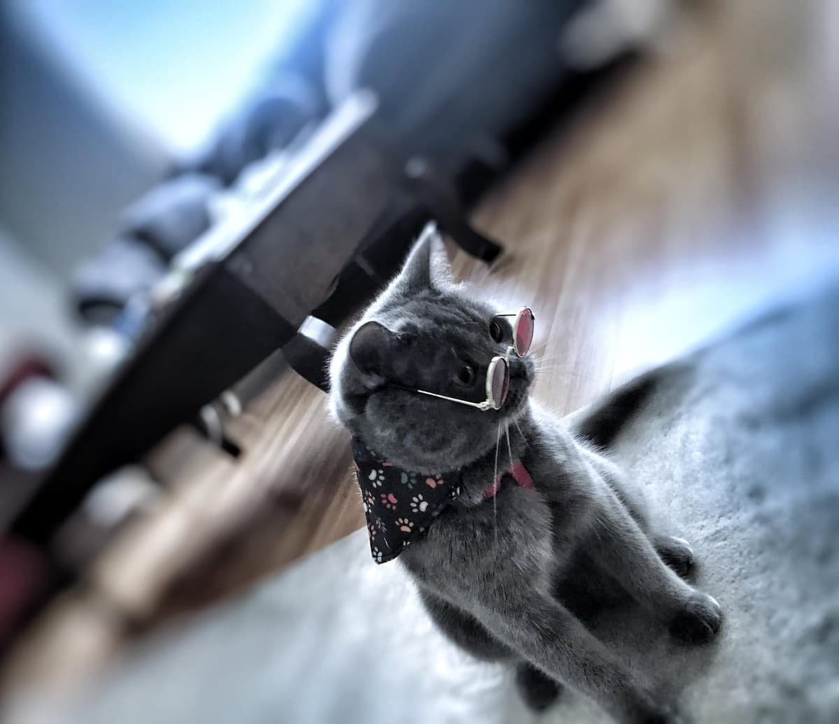 Pamuk British Shorthair Kedi, Ankara