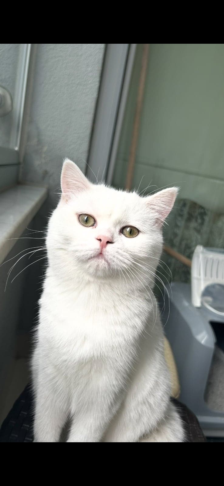 Pamuk British Shorthair Kedi, Kocaeli