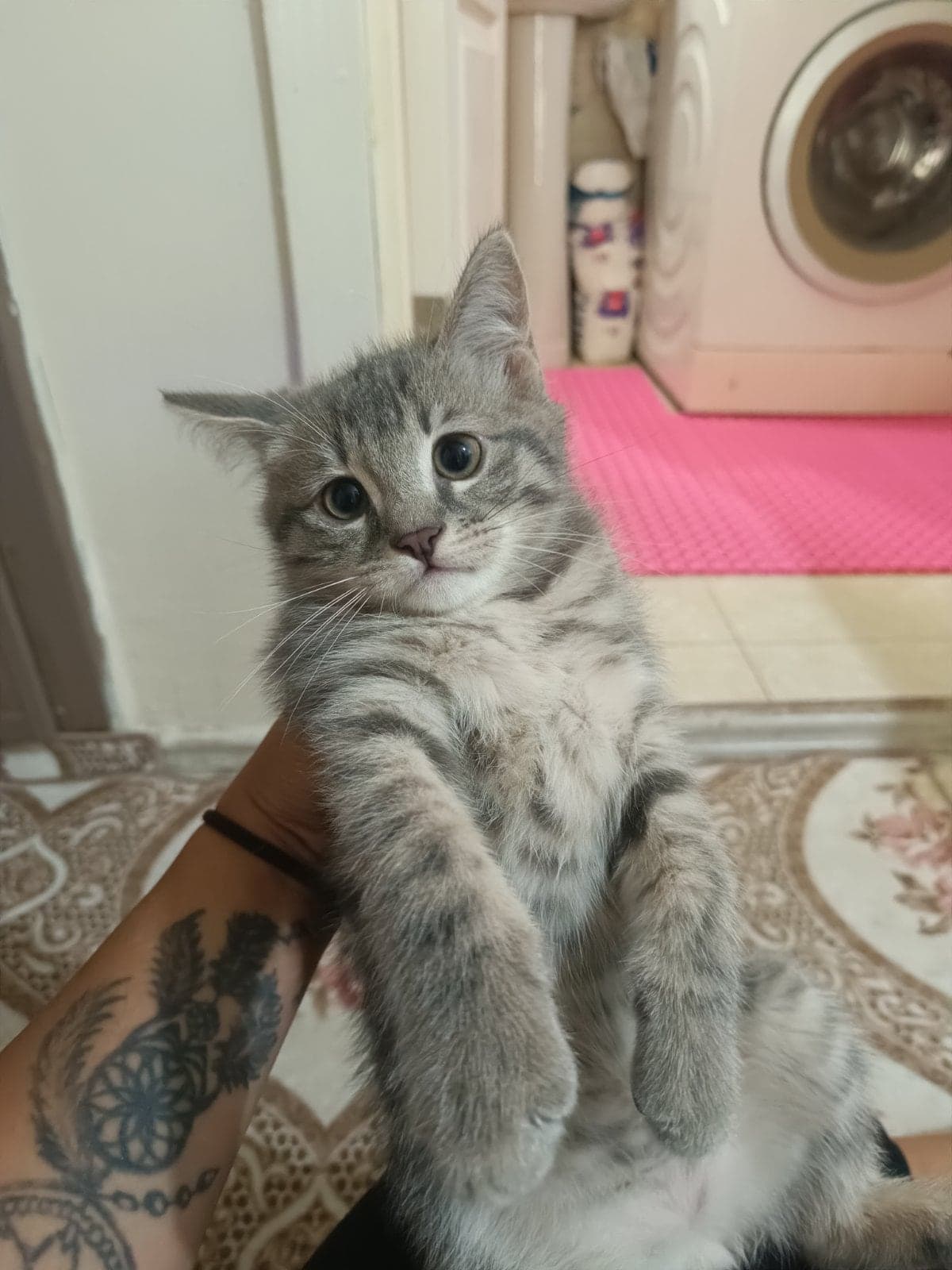 Yavru Melez Kedi, Kütahya