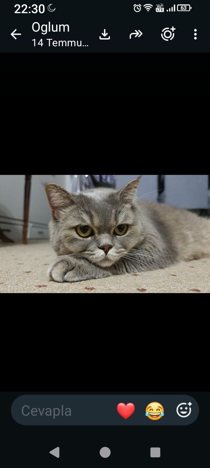 Uzay British Longhair Kedi, Bursa