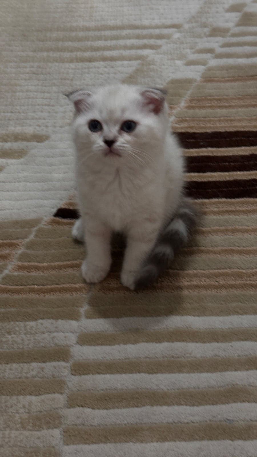 Minnoş Scottish Fold Kedi, Ankara