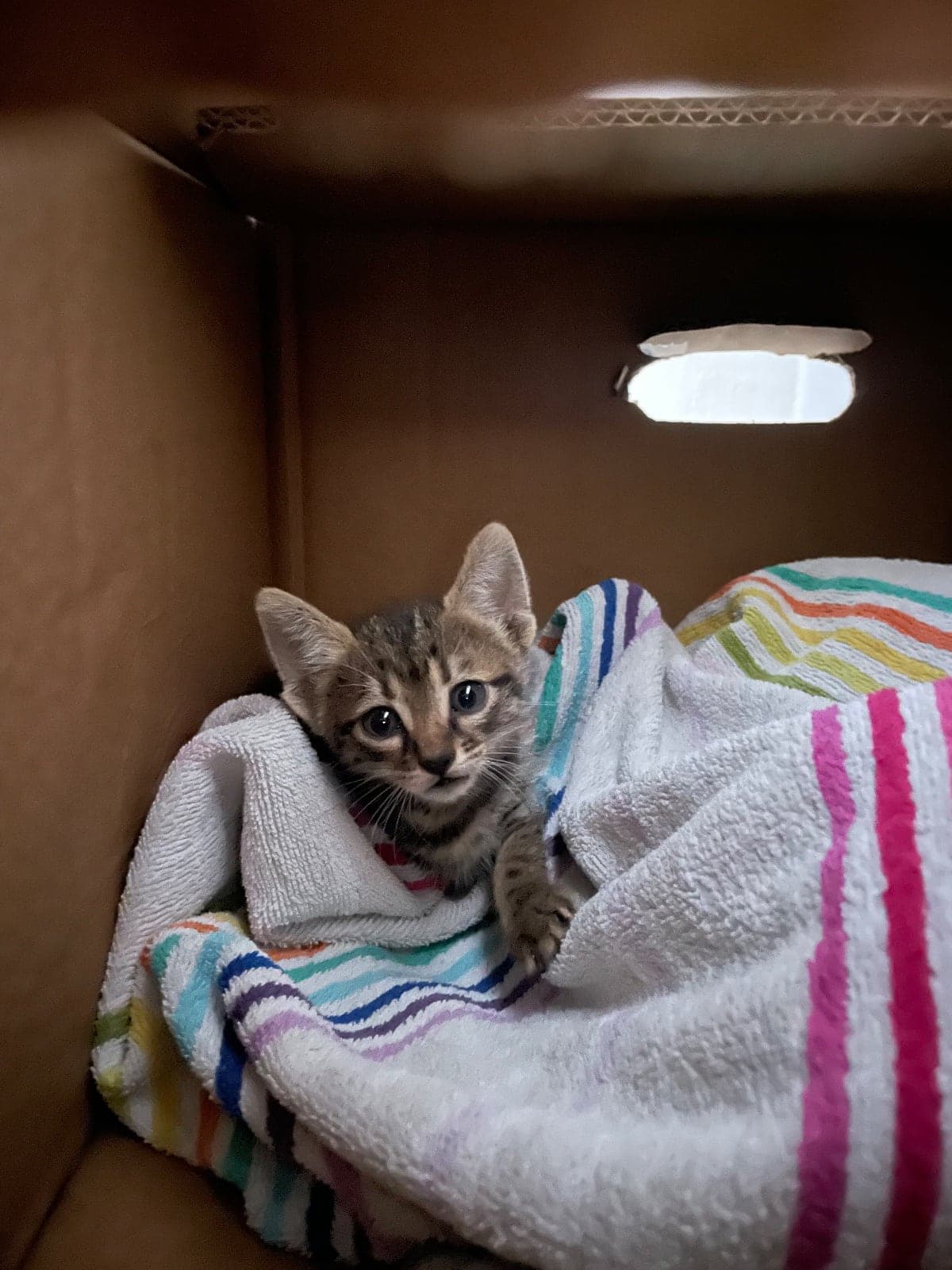 Boncuk Tekir Kedi, İzmir