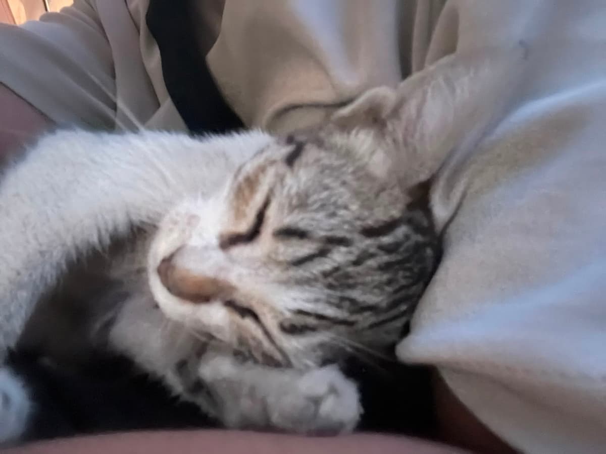 yok Tekir Kedi, İzmir