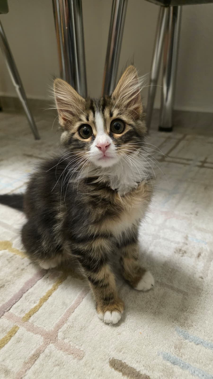 Gölge Melez Kedi, Ankara